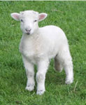 A Lamb